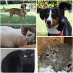 Diese Tiere warten auf ihr großes Glück: Wer schenkt ihnen ein „Für-immer-Zuhause“?