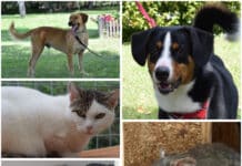 Diese Tiere warten auf ihr großes Glück: Wer schenkt ihnen ein „Für-immer-Zuhause“?