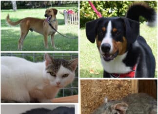Diese Tiere warten auf ihr großes Glück: Wer schenkt ihnen ein „Für-immer-Zuhause“?