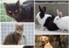 Diese Tiere im Tierheim Villach warten auf ihre Menschen