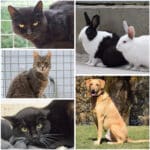 Diese Tiere im Tierheim Villach warten auf ihre Menschen