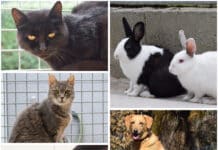 Diese Tiere im Tierheim Villach warten auf ihre Menschen
