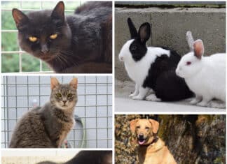Diese Tiere im Tierheim Villach warten auf ihre Menschen
