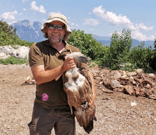 GailtalMuseum: Geier in den österreichischen Alpen – Fluch oder Segen?