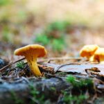Letzter Schwammerltag: Diese Regeln müssen Sammler kennen