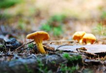 Letzter Schwammerltag: Diese Regeln müssen Sammler kennen