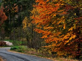 Vorsicht – jeder vierte Wanderunfall passiert jetzt im Herbst!