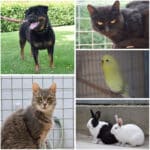 Diese Tiere warten auf ihr Glück – wer schenkt ihnen ein Zuhause?