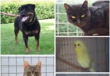 Diese Tiere warten auf ihr Glück – wer schenkt ihnen ein Zuhause?