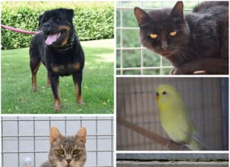 Diese Tiere warten auf ihr Glück – wer schenkt ihnen ein Zuhause?