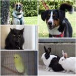 Wer schenkt ihnen ein Zuhause? Diese Tiere warten im Tierheim Villach