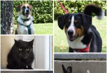 Wer schenkt ihnen ein Zuhause? Diese Tiere warten im Tierheim Villach