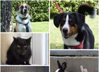 Wer schenkt ihnen ein Zuhause? Diese Tiere warten im Tierheim Villach