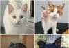 Neue Woche, neue Vorstellungsrunde: Diese Tiere suchen ein liebevolles Zuhause