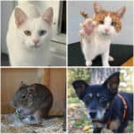Neue Woche, neue Vorstellungsrunde: Diese Tiere suchen ein liebevolles Zuhause