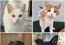Neue Woche, neue Vorstellungsrunde: Diese Tiere suchen ein liebevolles Zuhause