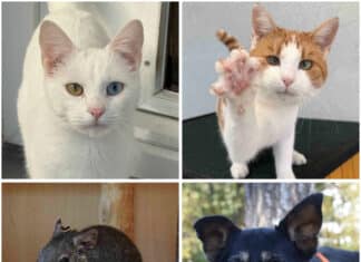 Neue Woche, neue Vorstellungsrunde: Diese Tiere suchen ein liebevolles Zuhause