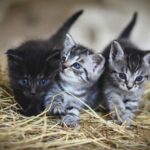 Welttierschutztag: Kärnten sucht vier Schulklassen für erste Kinder-Tierschutzkonferenz
