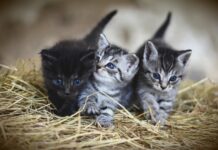 Welttierschutztag: Kärnten sucht vier Schulklassen für erste Kinder-Tierschutzkonferenz