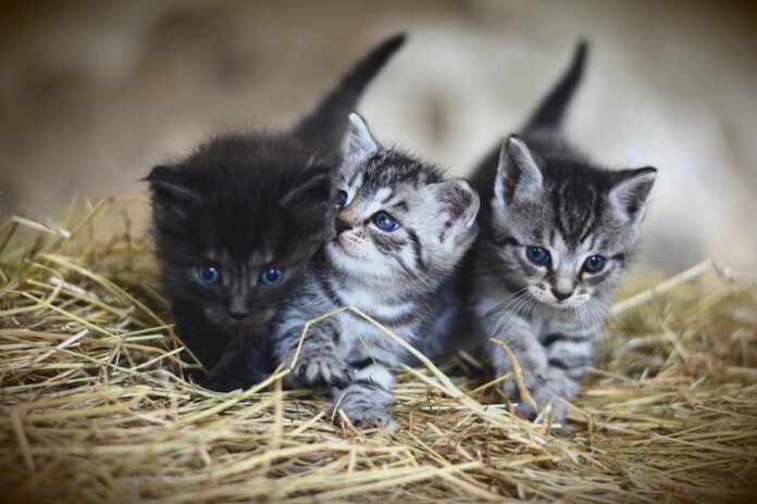 congerdesign-kittens-3535404_1920